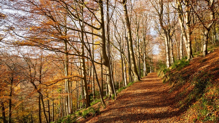 Pathway covered in leaves through beech woodland in autumn at Woodchester Park, Gloucestershire